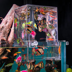 Elevador de peces Hifybaty: nado vertical para mayor actividad y exploración.