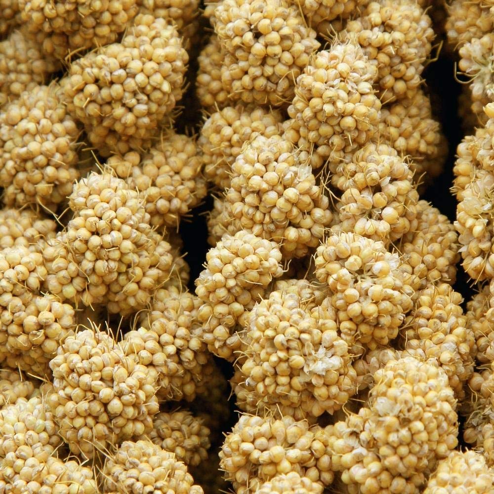Higgins Spray Millet para aves: aves disfrutando como premio de forraje.