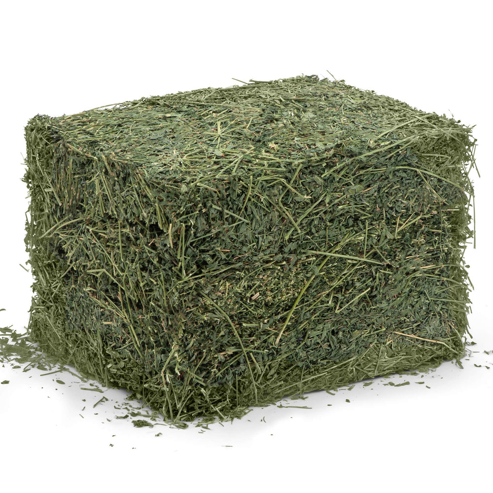 Heno de alfalfa para la alimentación diaria de conejos y cobayas.