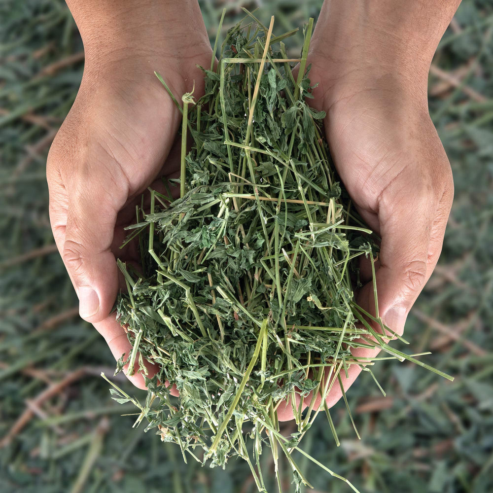 Alfalfa rica en calcio y fibra para posibles beneficios digestivos.