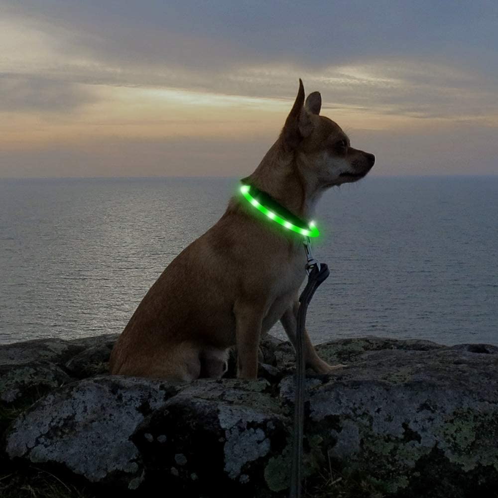 Higo collar ideal para paseos nocturnos y seguros