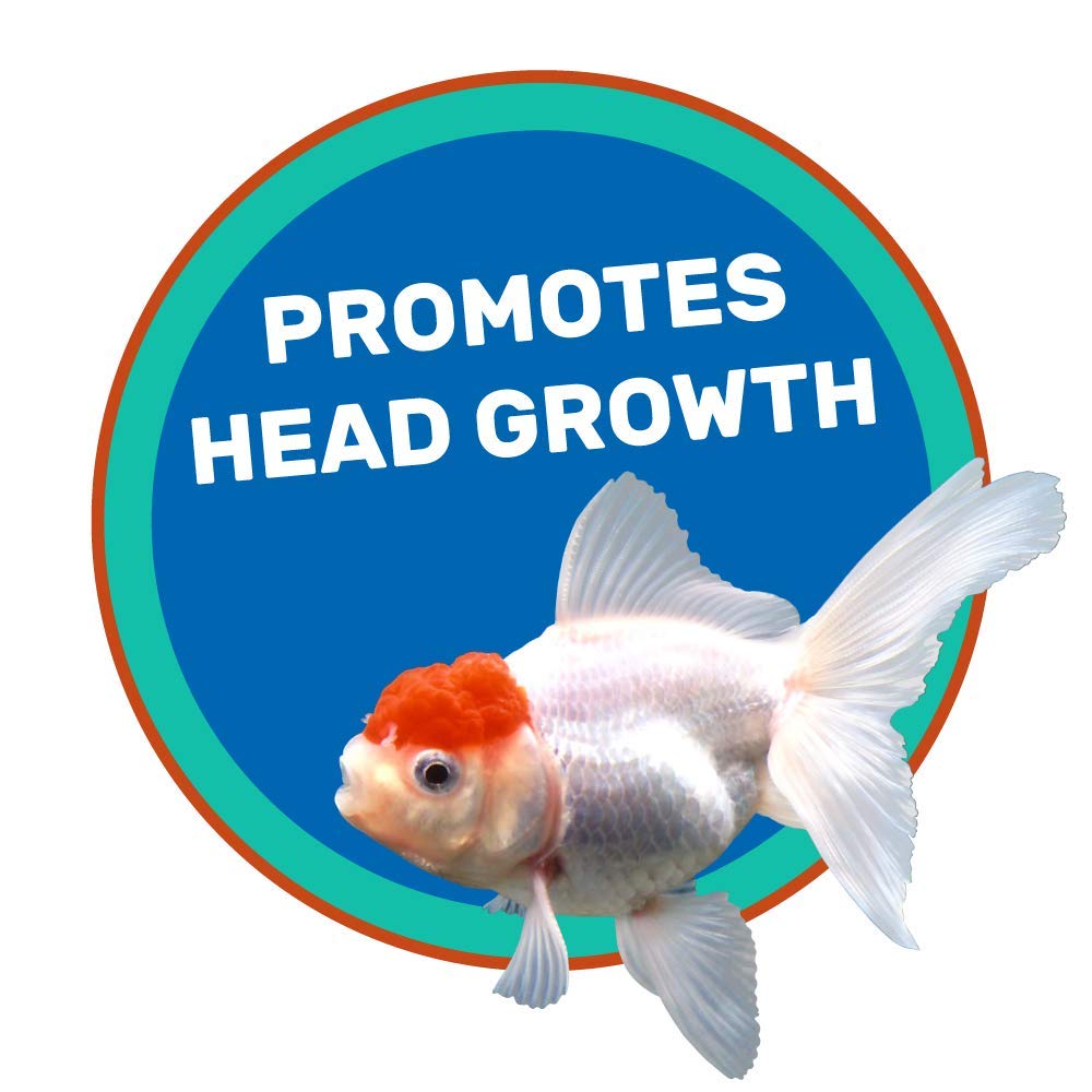 Diversas variedades de peces dorados alimentadas con Hikari Lionhead