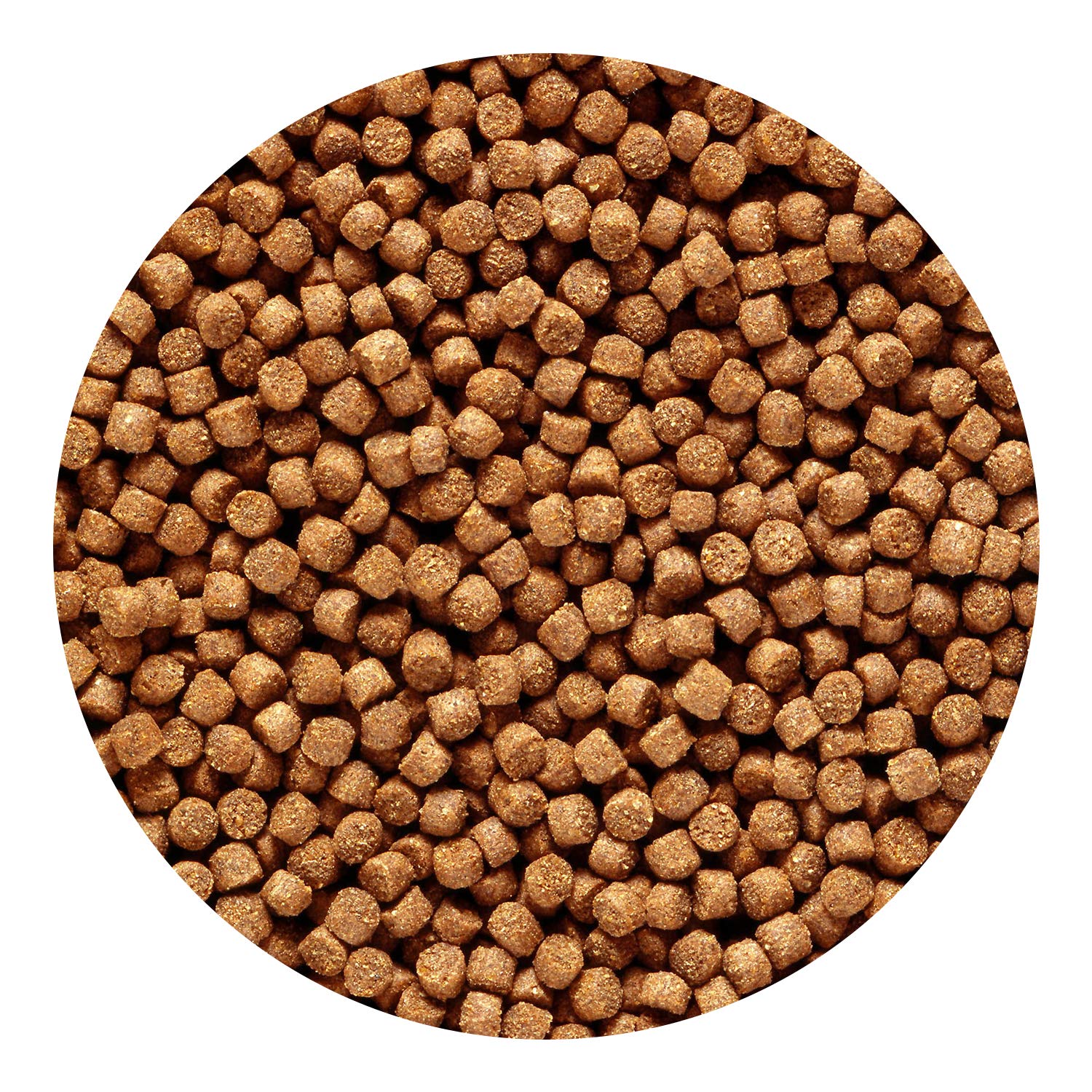 Primer plano de pellets Hikari para cíclidos dorados, nutrición equilibrada.