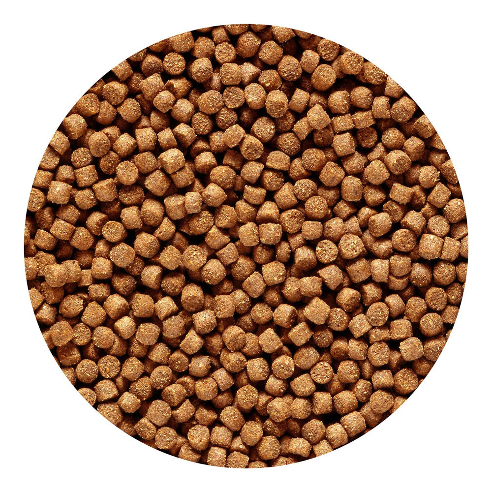 Primer plano de pellets Hikari para cíclidos dorados, nutrición equilibrada.