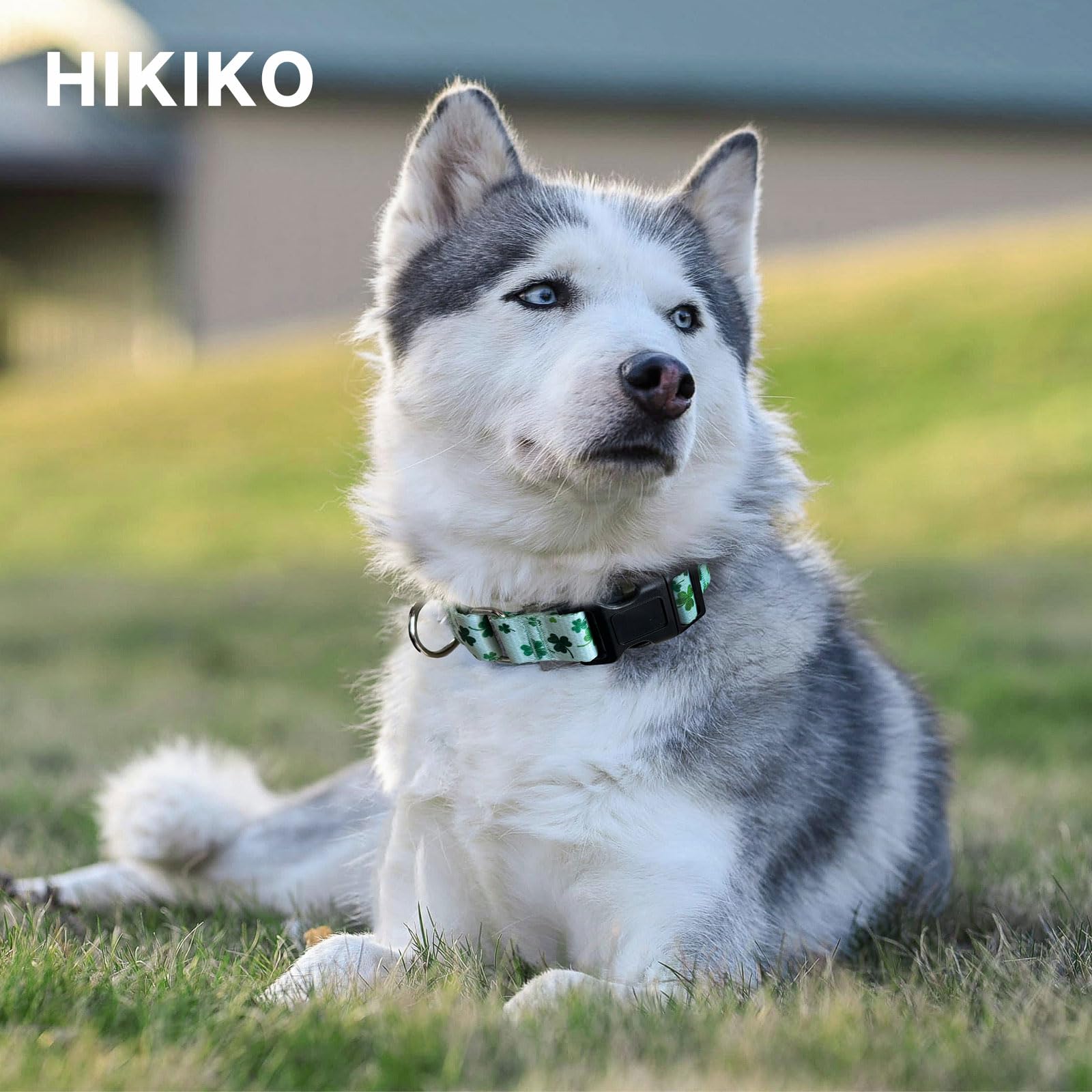 Detalle reforzado del collar Hikiko martingale para mayor durabilidad.