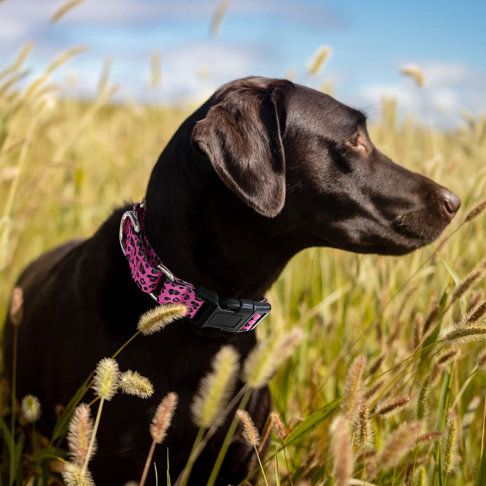 Hikiko collar martingale con patrones divertidos, diseño atractivo para perros