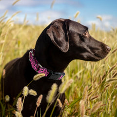 Hikiko collar martingale con patrones divertidos, diseño atractivo para perros