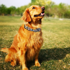 Nylon suave y herrajes resistentes, collar duradero para paseos y juegos.