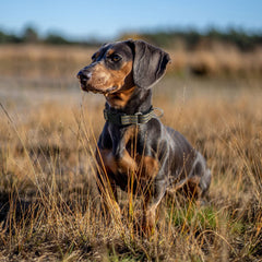 Hikiko collar perro nylon martingale con hebilla rápida, cómodo y duradero para uso diario