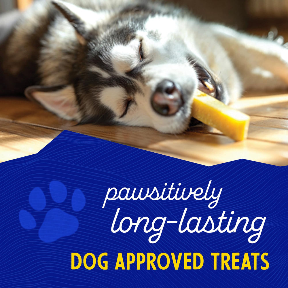 Himalayan Dog Chew perro masticando con durabilidad