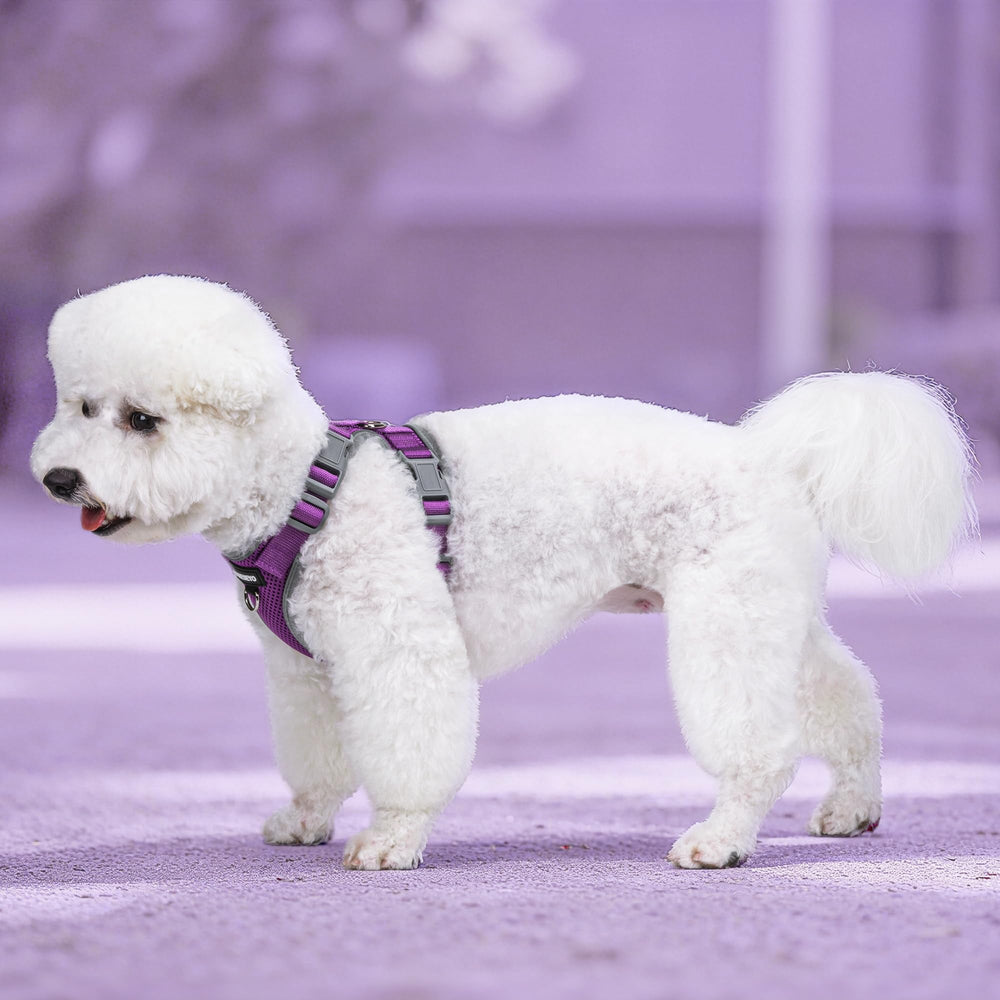 HIMNESEYO perro pequeño en paseos con conjunto cómodo.