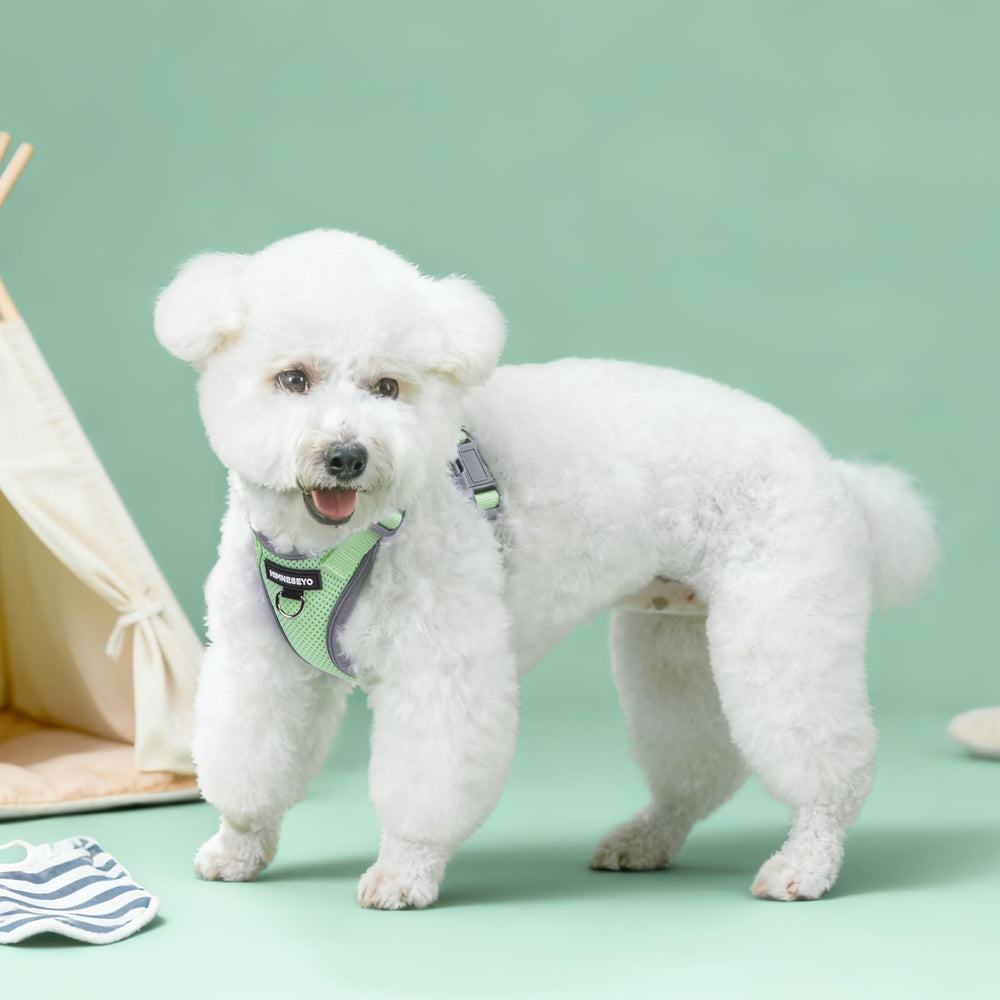 HIMNESEYO correa verde para paseos urbanos con perro pequeño
