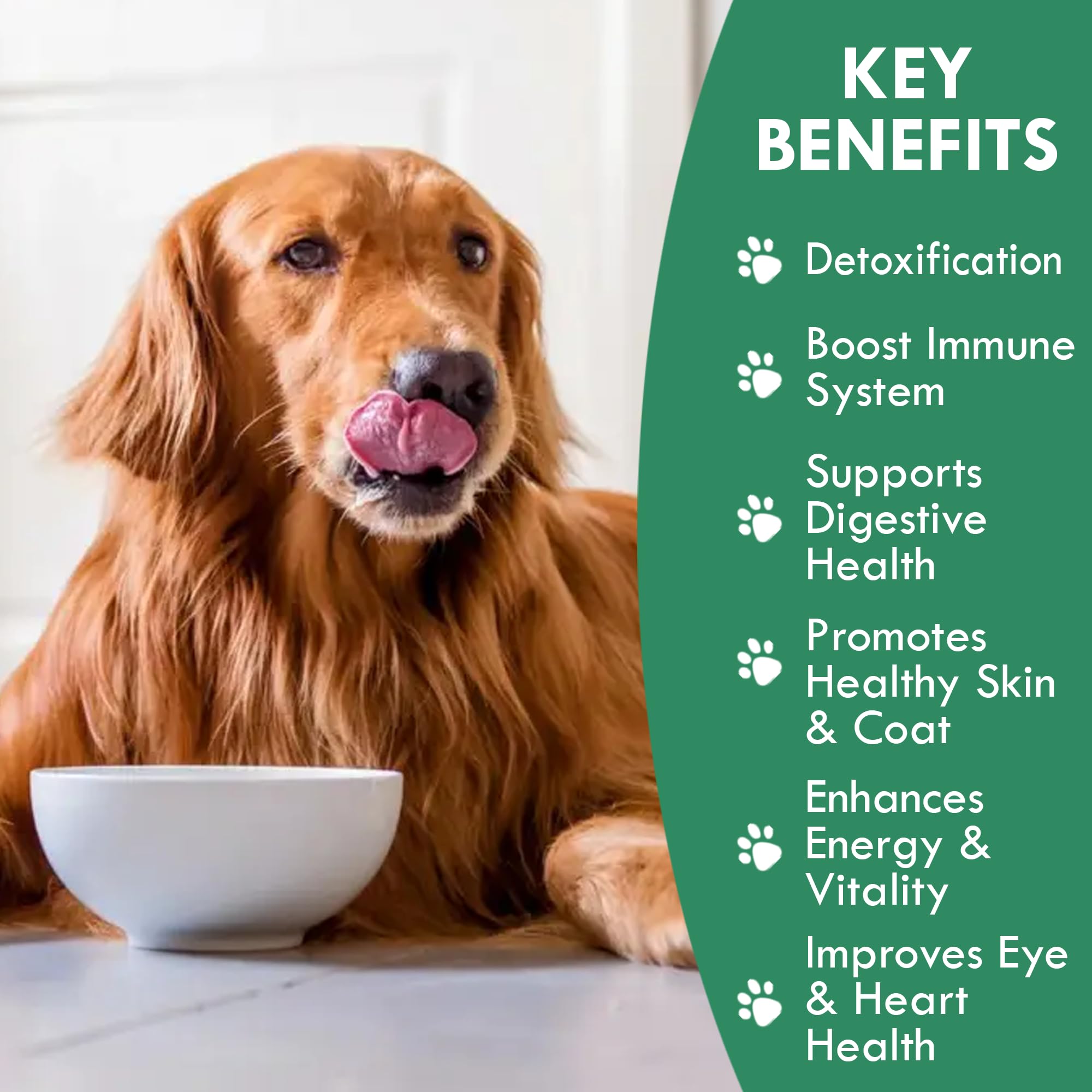 Holistic Bin chlorella fermentada para perros: fuente vegetal de nutrientes