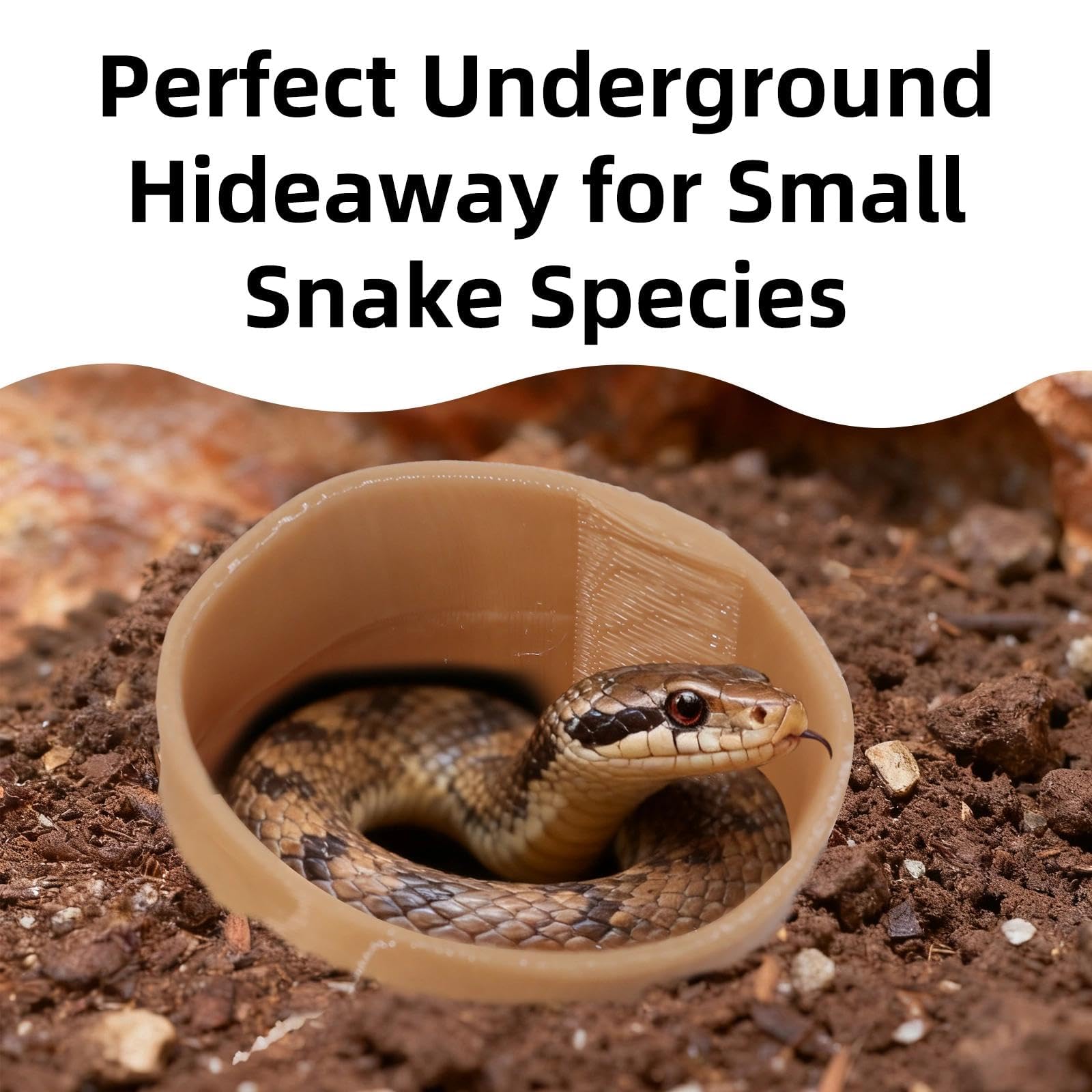 Hollima cueva reptil, ambiente natural con musgo para terrario.