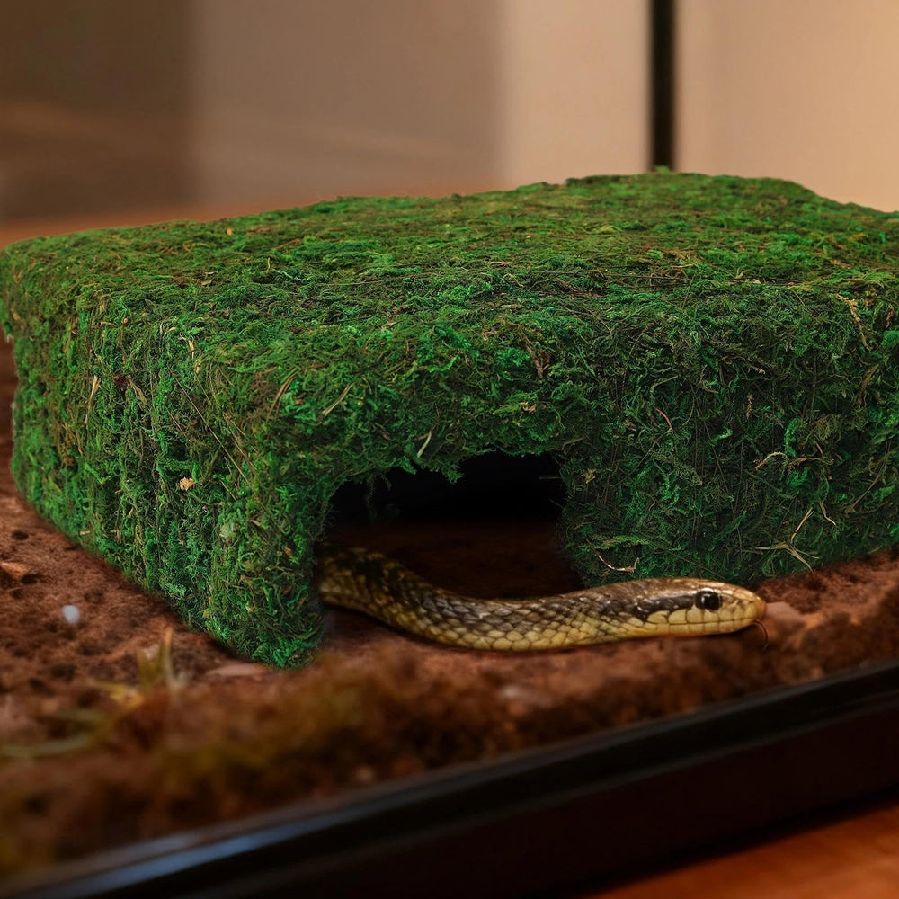 Hollima habitat de musgo para terrario, instalación sencilla.