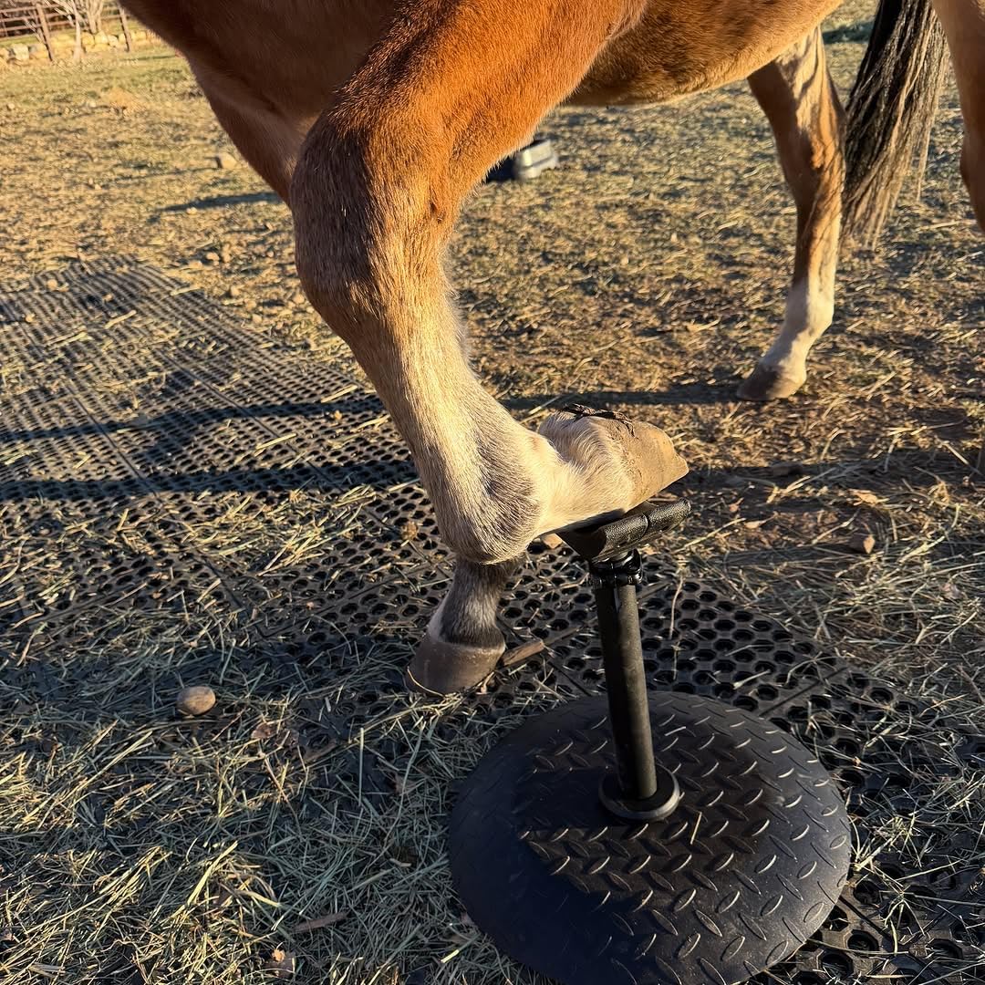 homcare uso en exteriores y campo para cuidado de cascos