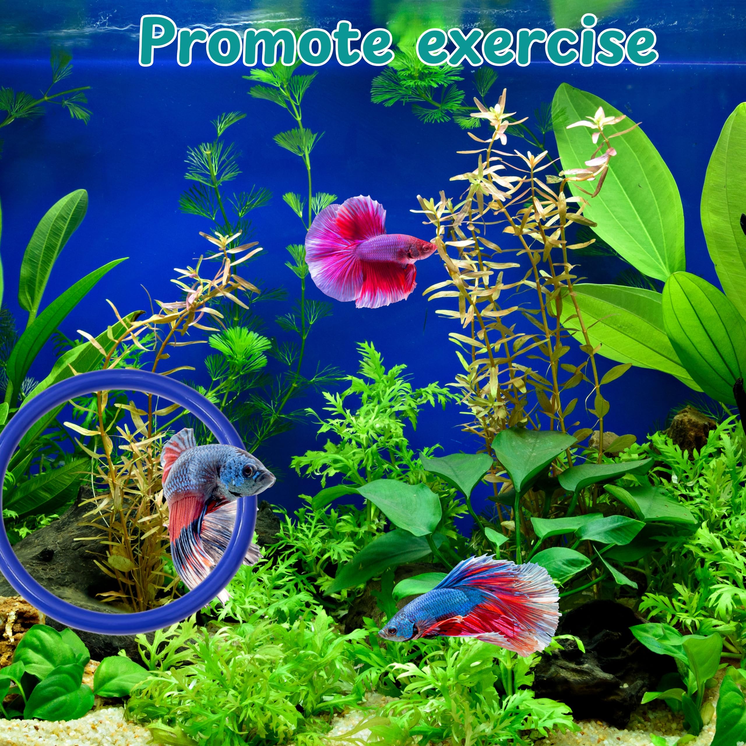 Homedy Crafts Betta Espejo Reflejos Vibrantes realza colores y movimiento