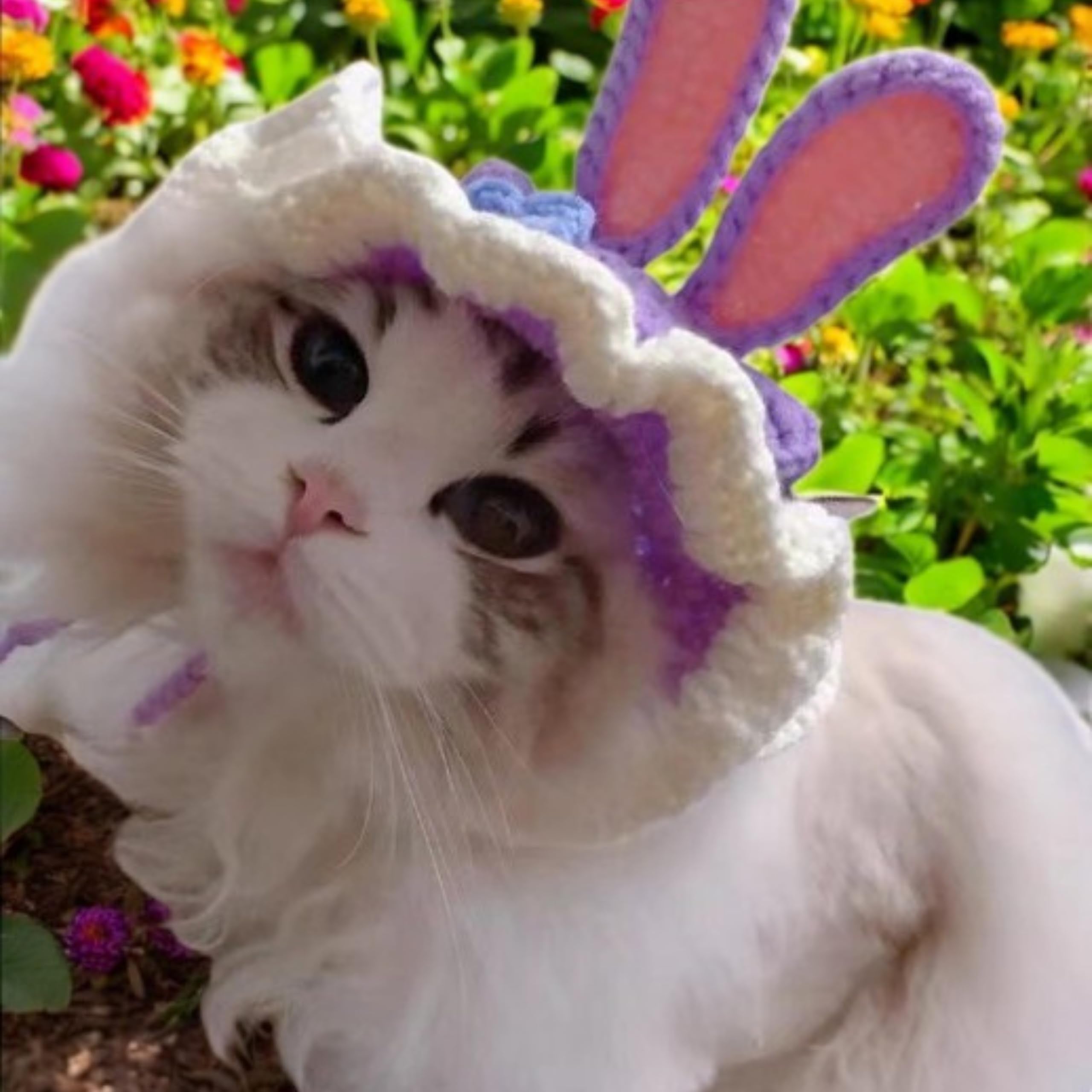 Regalo perfecto Homedy Crafts para amantes de gatos, gorro conejo.