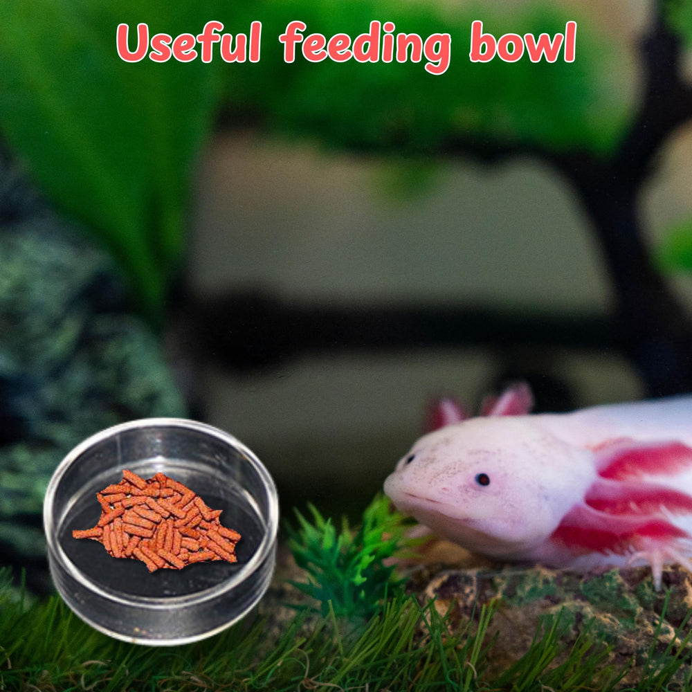 Homedy Crafts vista-completa-set-axolotl: conjunto compacto para acuario atractivo.