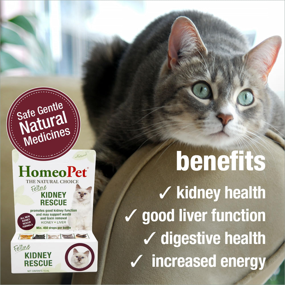HomeoPet Feline Kidney Rescue, dosis en boca, forma rápida de suplementar