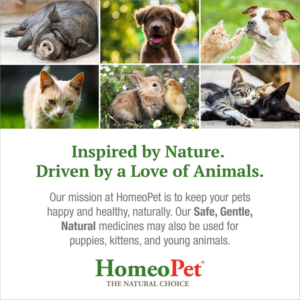 HomeoPet Feline UTI Plus textura líquida fácil de dosificar