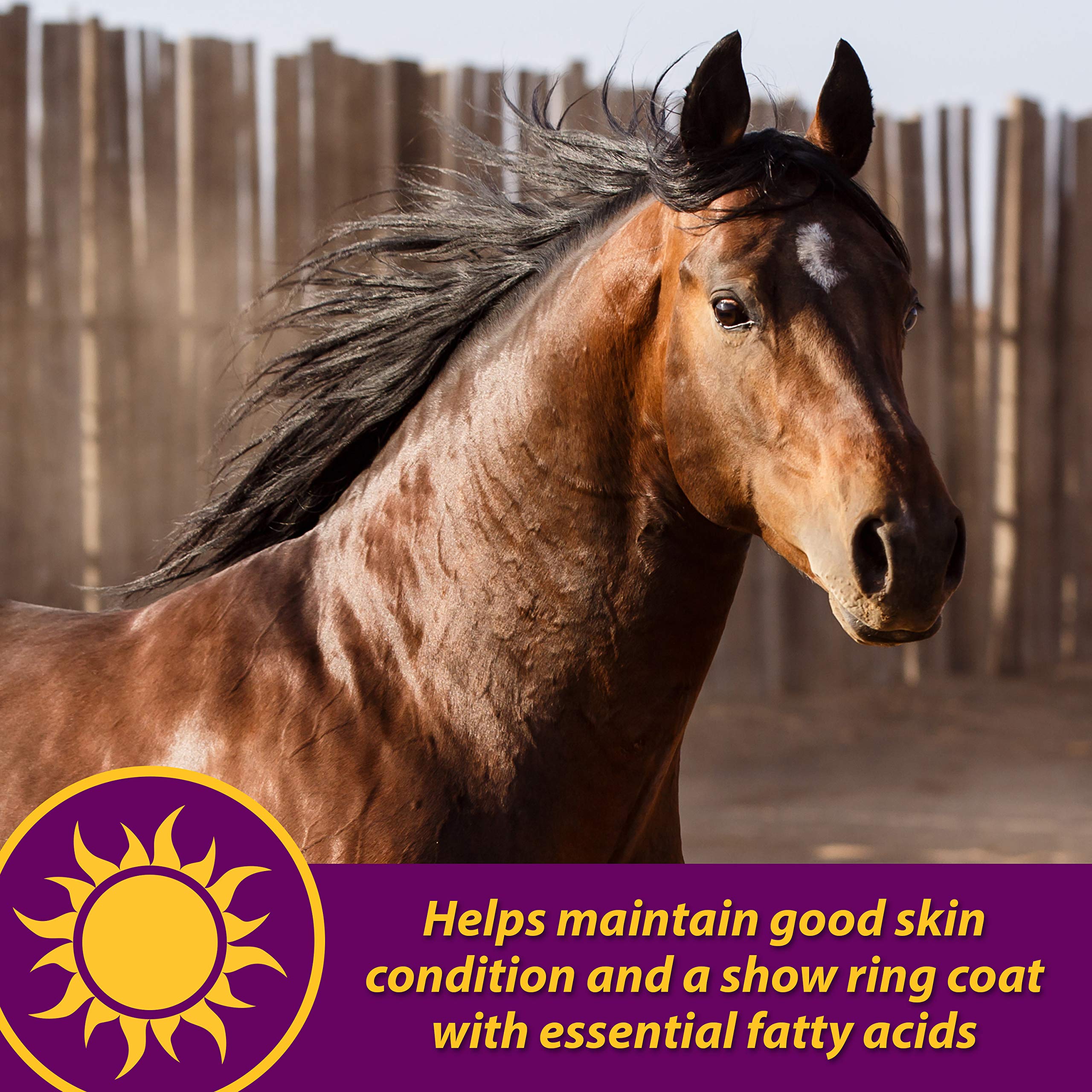 Horse Health Combinación dosis-diaria: guía simple para incorporar en la dieta.