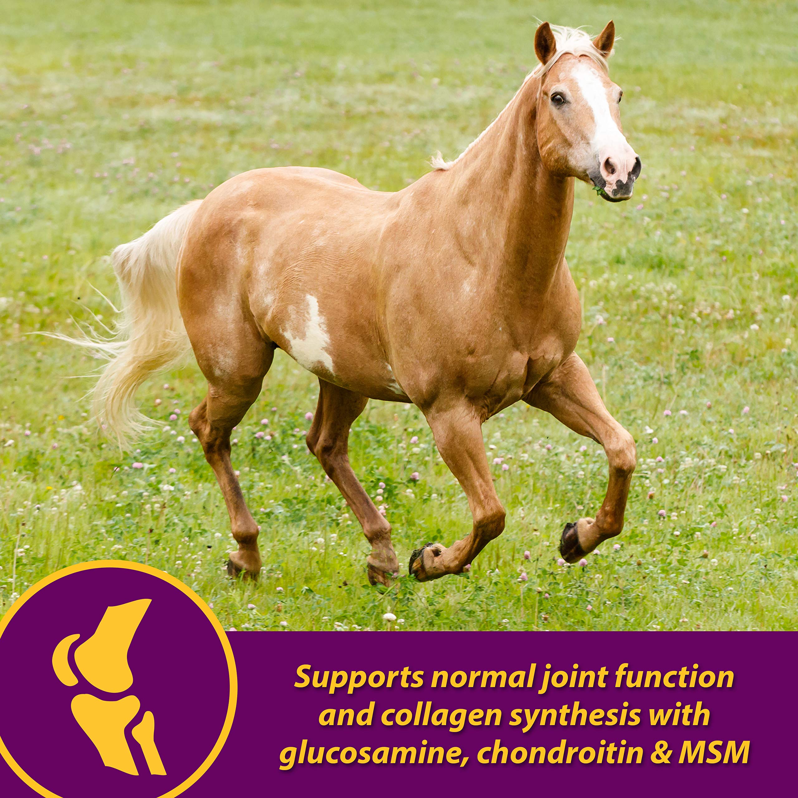 Horse Health Combinación zinc-queratina-casco: contribuye al desarrollo saludable de la queratina.