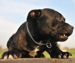 Hotlion collar de perro con diseño sin costuras, evita pellizcos