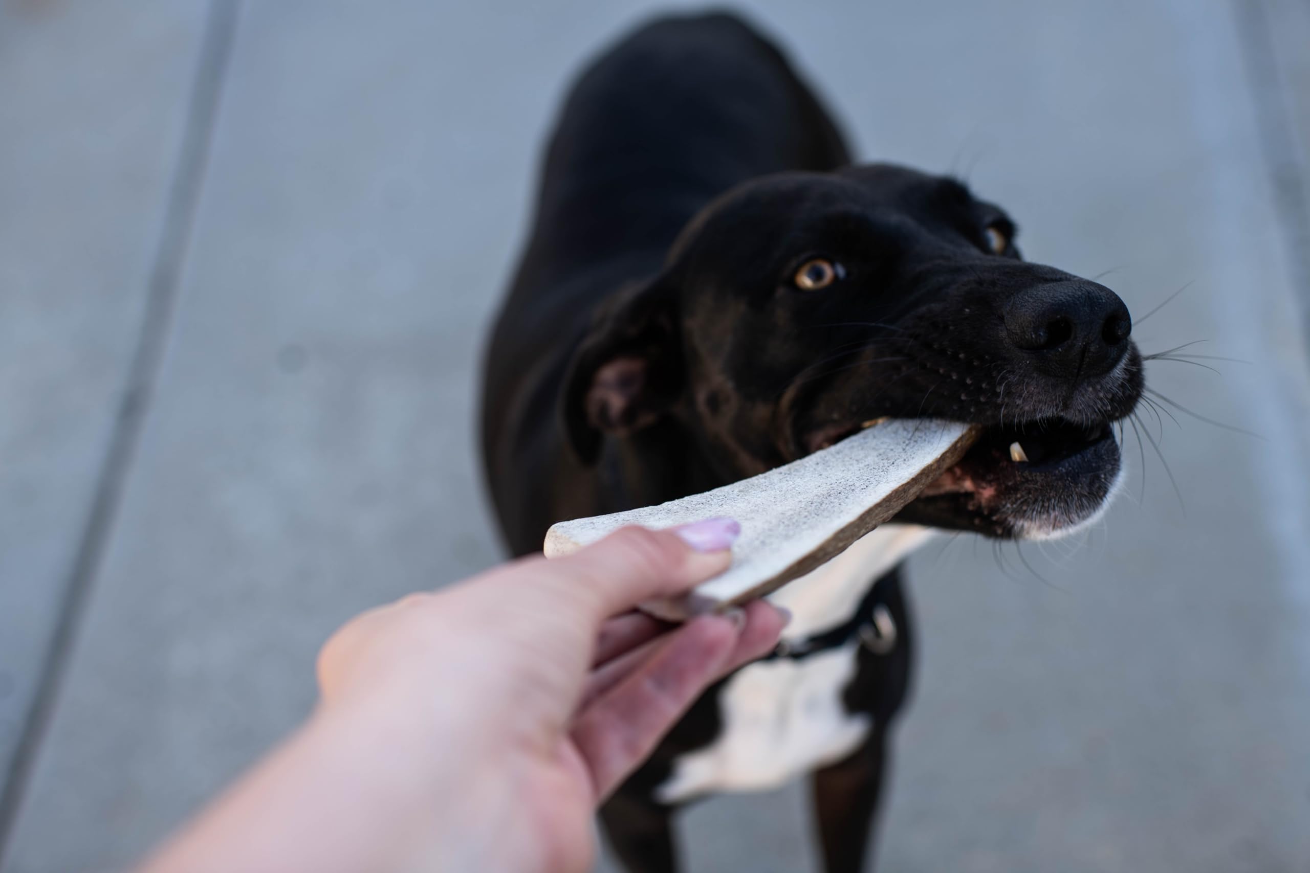 Hotspot Pets dientes saludables y entretenimiento al masticar.