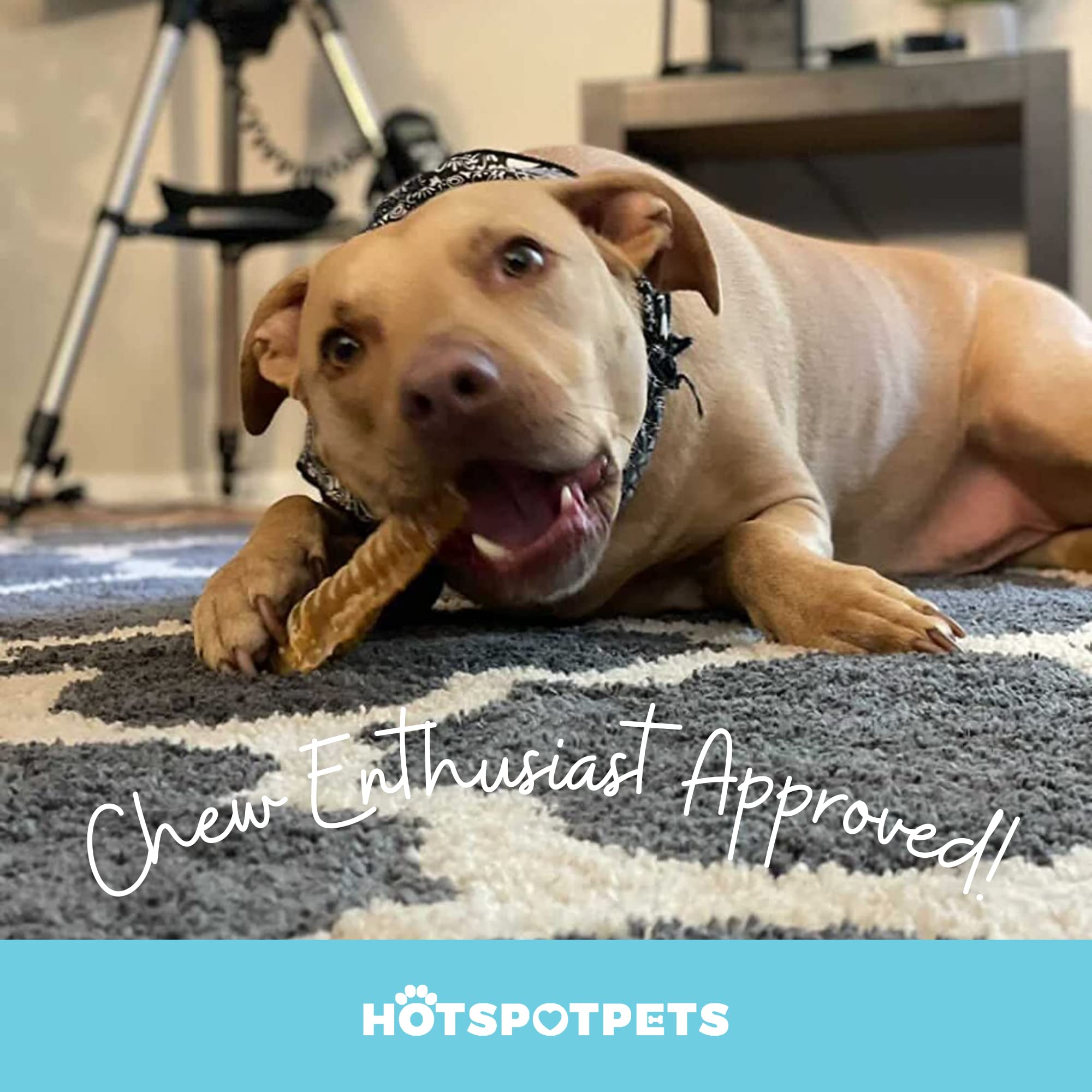 Empaque de 40 tiras de Hotspots Pets tráquea de res para entrenamiento.