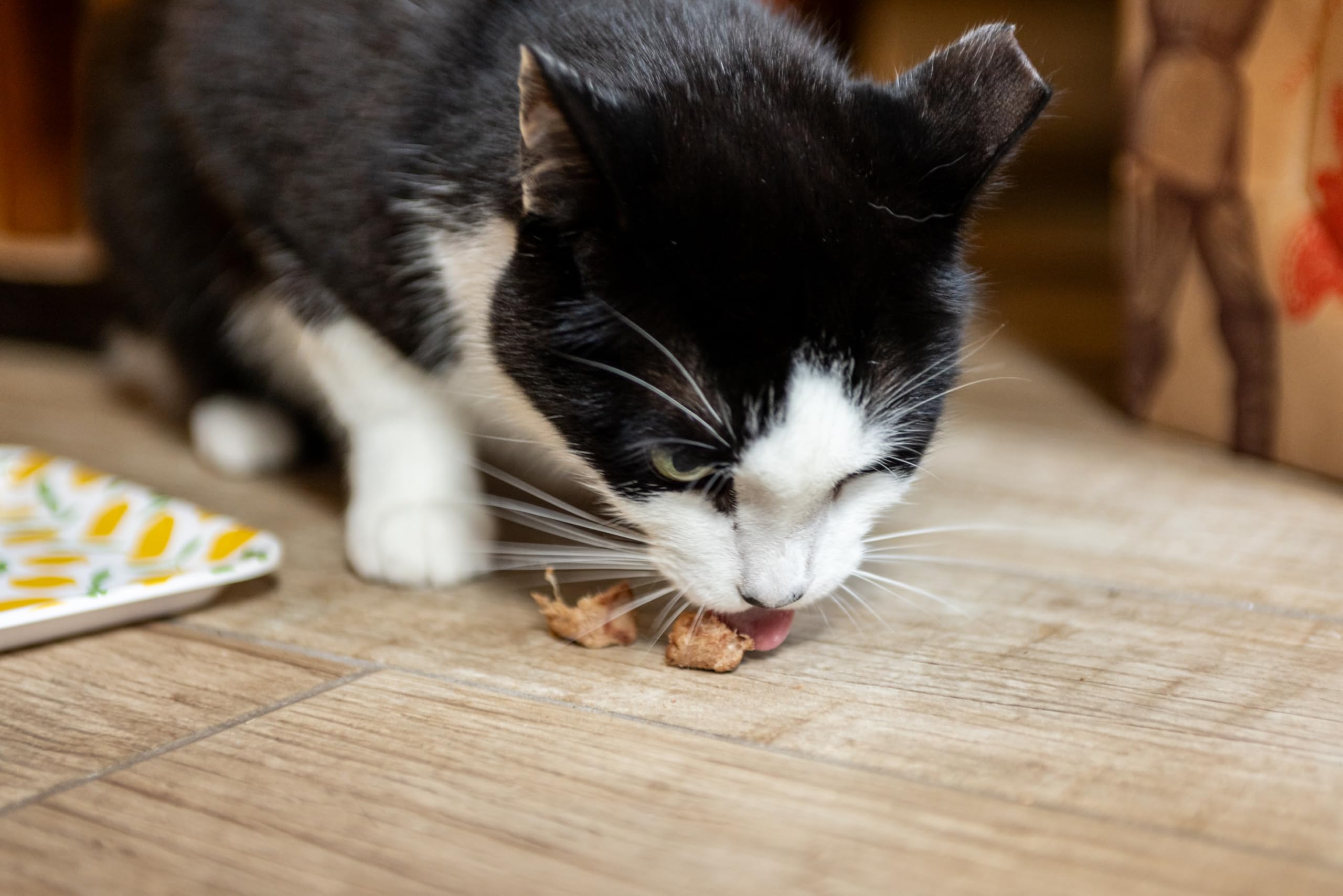 Hotspot-pets proteína alta de atún para apoyar una dieta balanceada.