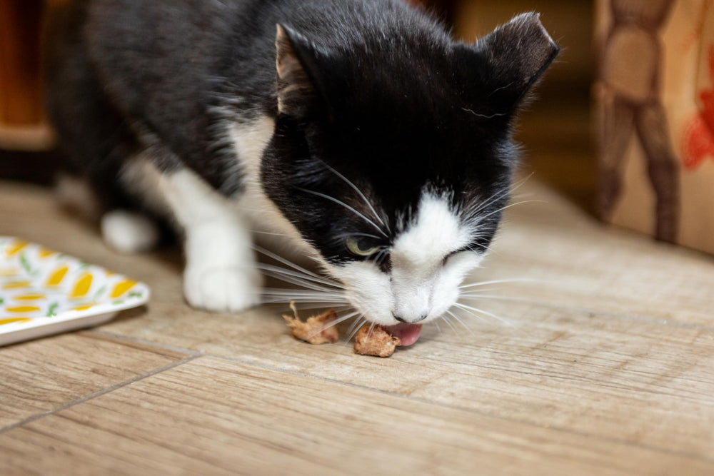 Hotspot-pets proteína alta de atún para apoyar una dieta balanceada.