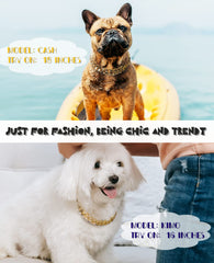 HQSHNY cierre ajustable en collar dorado, ajuste rápido para perros.
