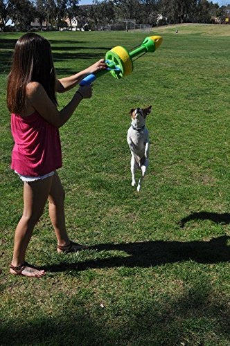 Diversos perros disfrutan de HurriK9 para ejercicio y diversión.