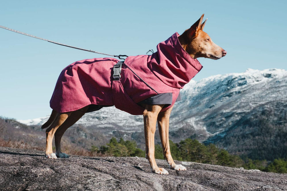 Hurtta Expedition Parka con cuello ajustable para mejor ajuste