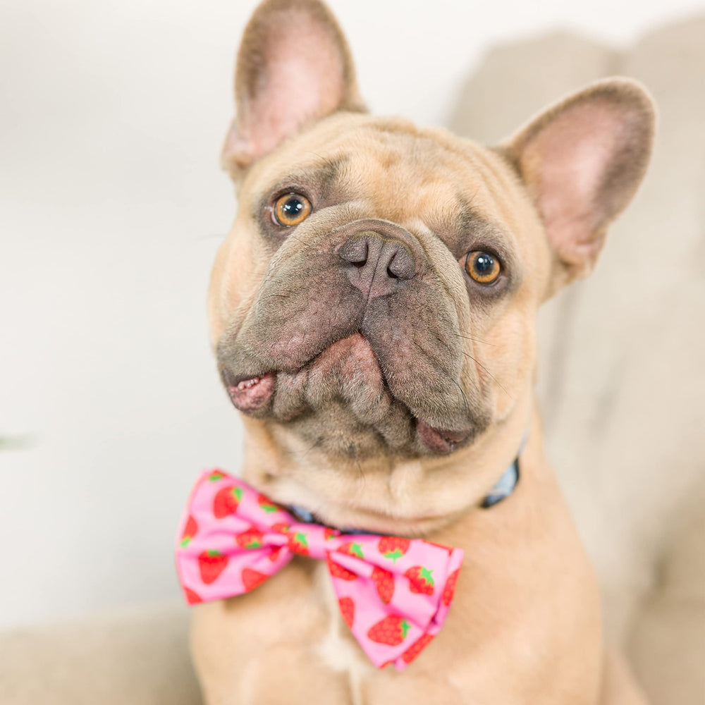 Huxley & Kent regalo perfecto para dueños de mascotas y sus peludos.