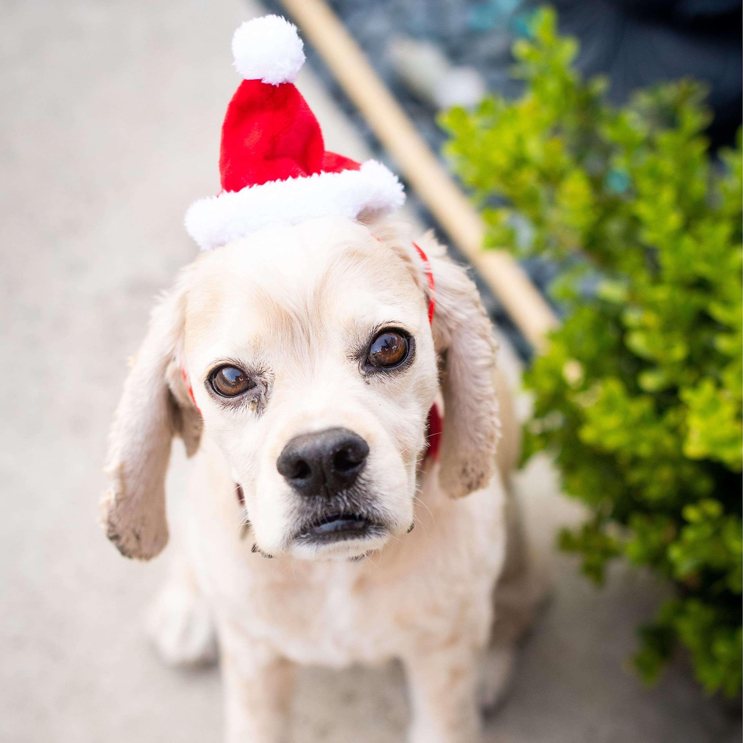 Ajuste Snugfit en gorra de mascotas Huxley & Kent, sujeción estable