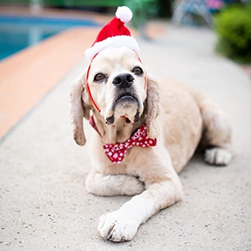 Gorra navideña para mascotas regalo de Huxley & Kent, perfecto para fotos