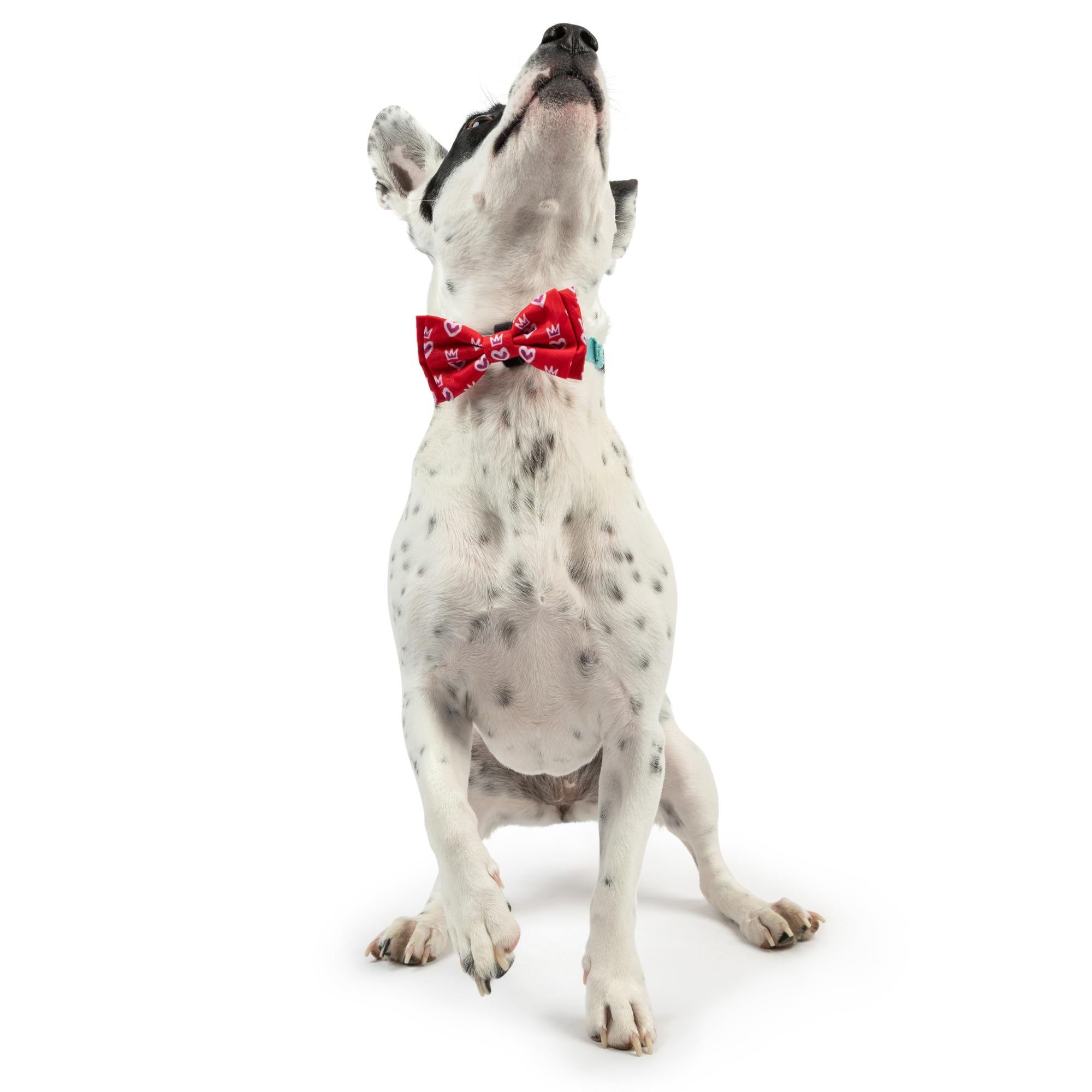 Disponible en varias tallas para cachorros y mascotas de diferentes tamaños.