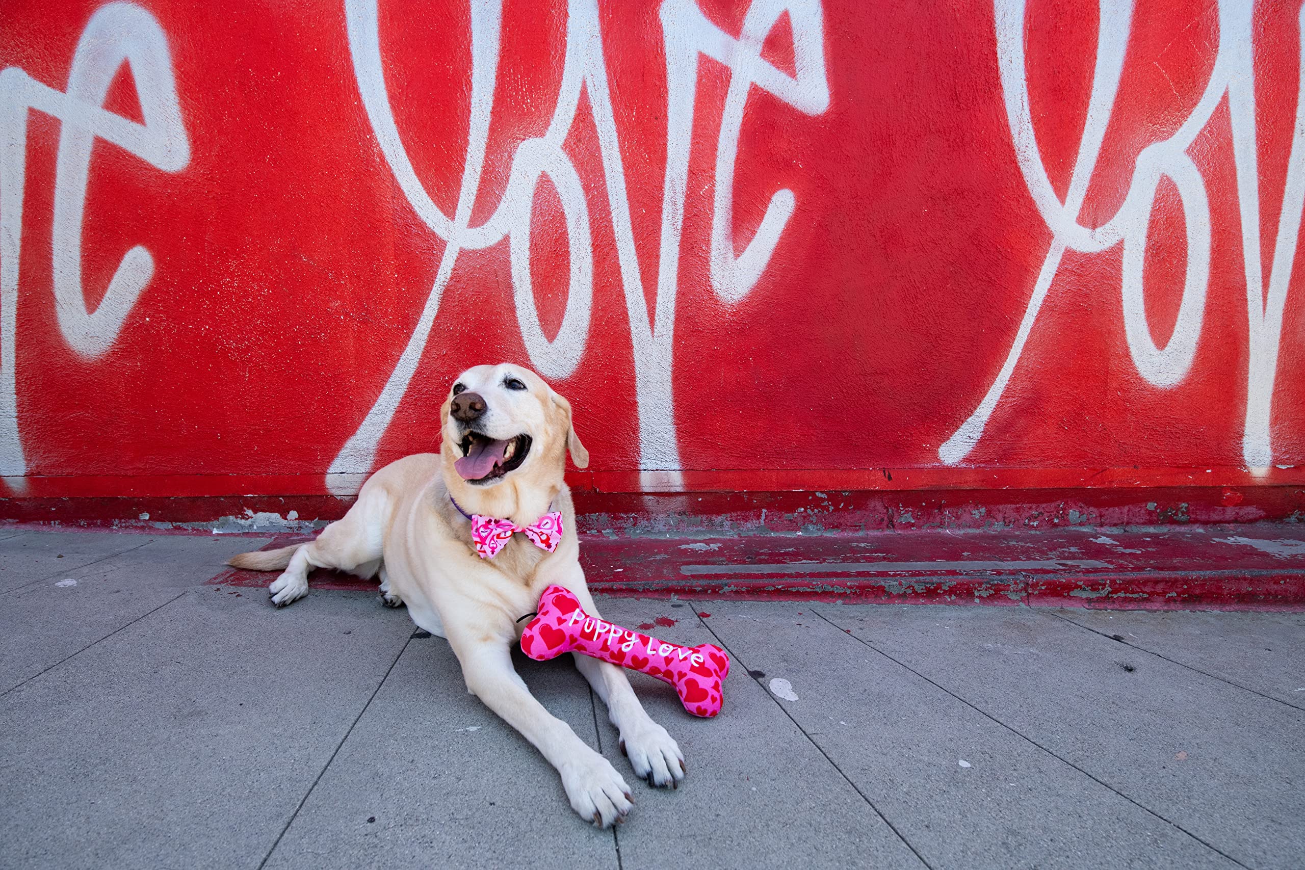 Versátil y ajustable para perros y gatos de todas las tallas.