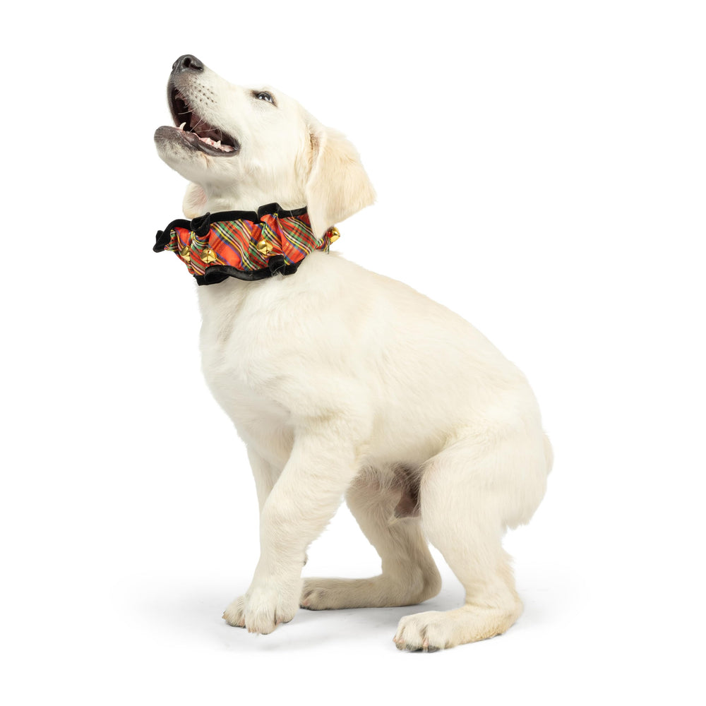 Modelo usando Ruff Scrunchy, ajuste cómodo para mascotas.