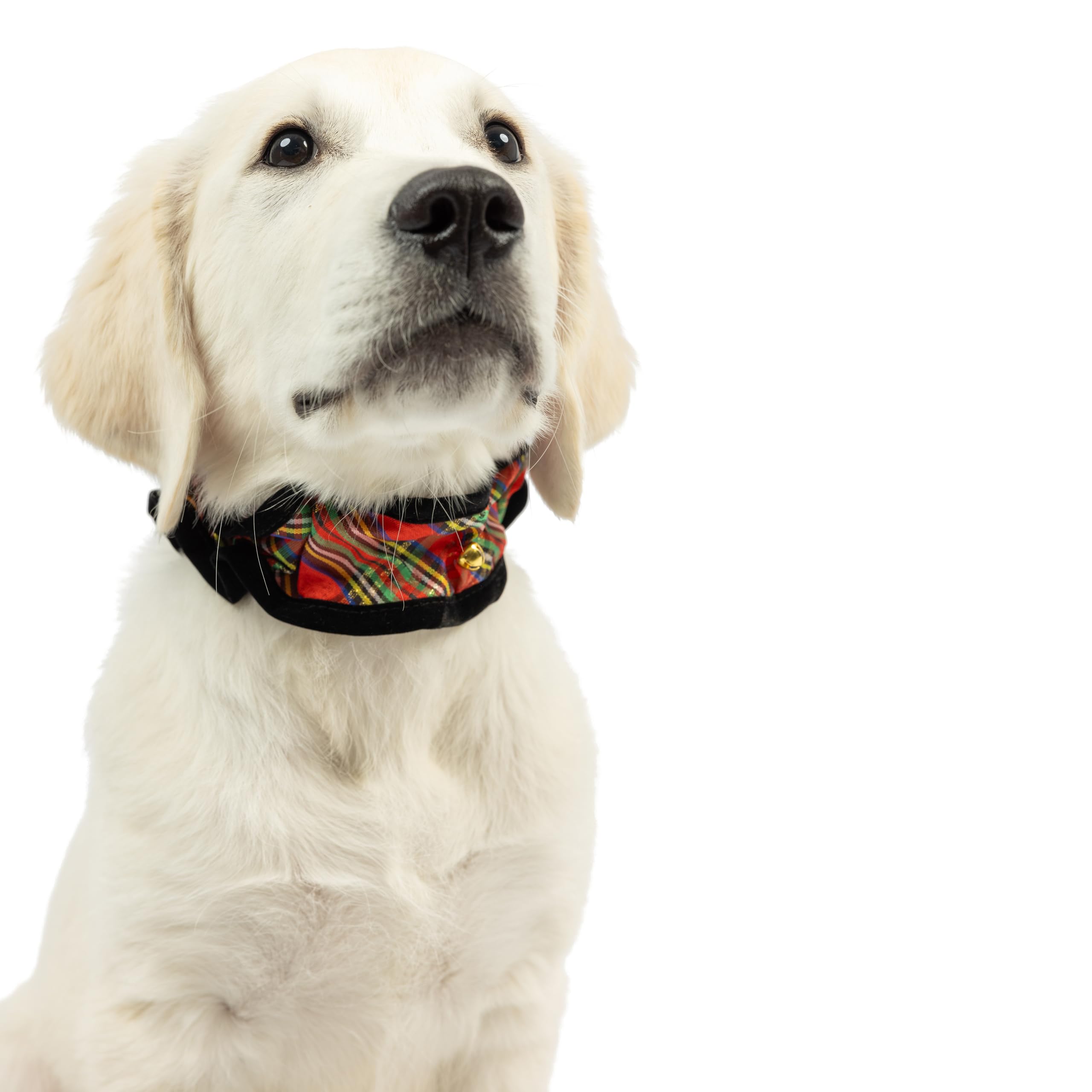 Ruff Scrunchy de Huxley y Kent en Santa, para celebraciones con mascotas.