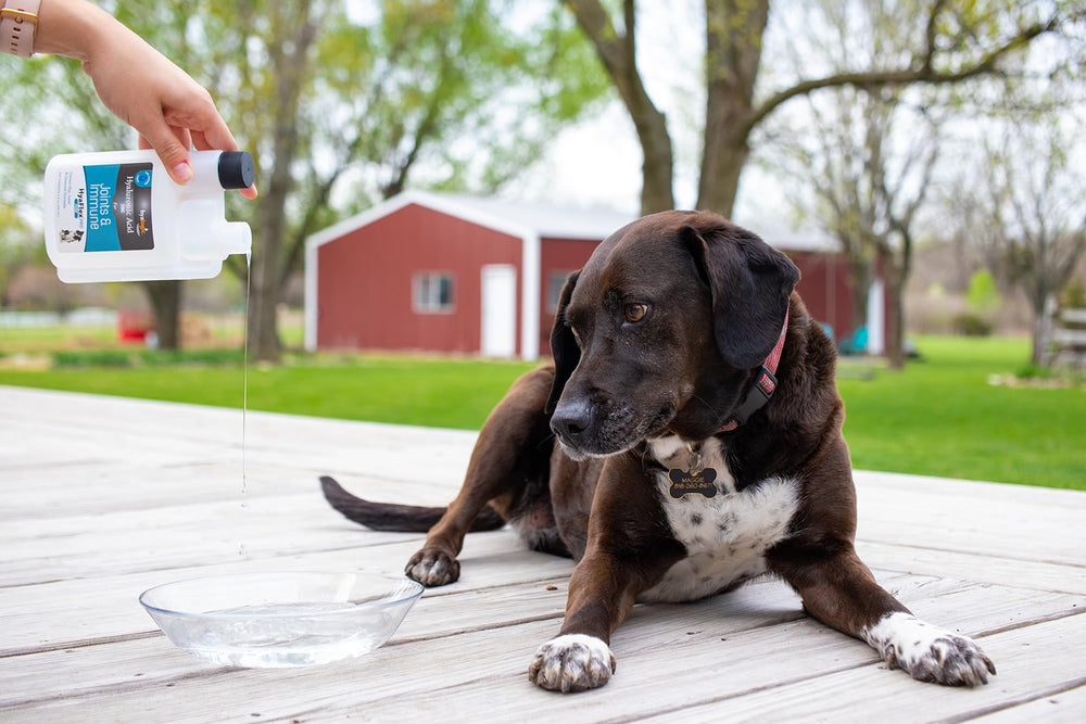 Hyalogic HyaFlex Pro Pure: dosificador para perros grandes con dosis recomendadas.