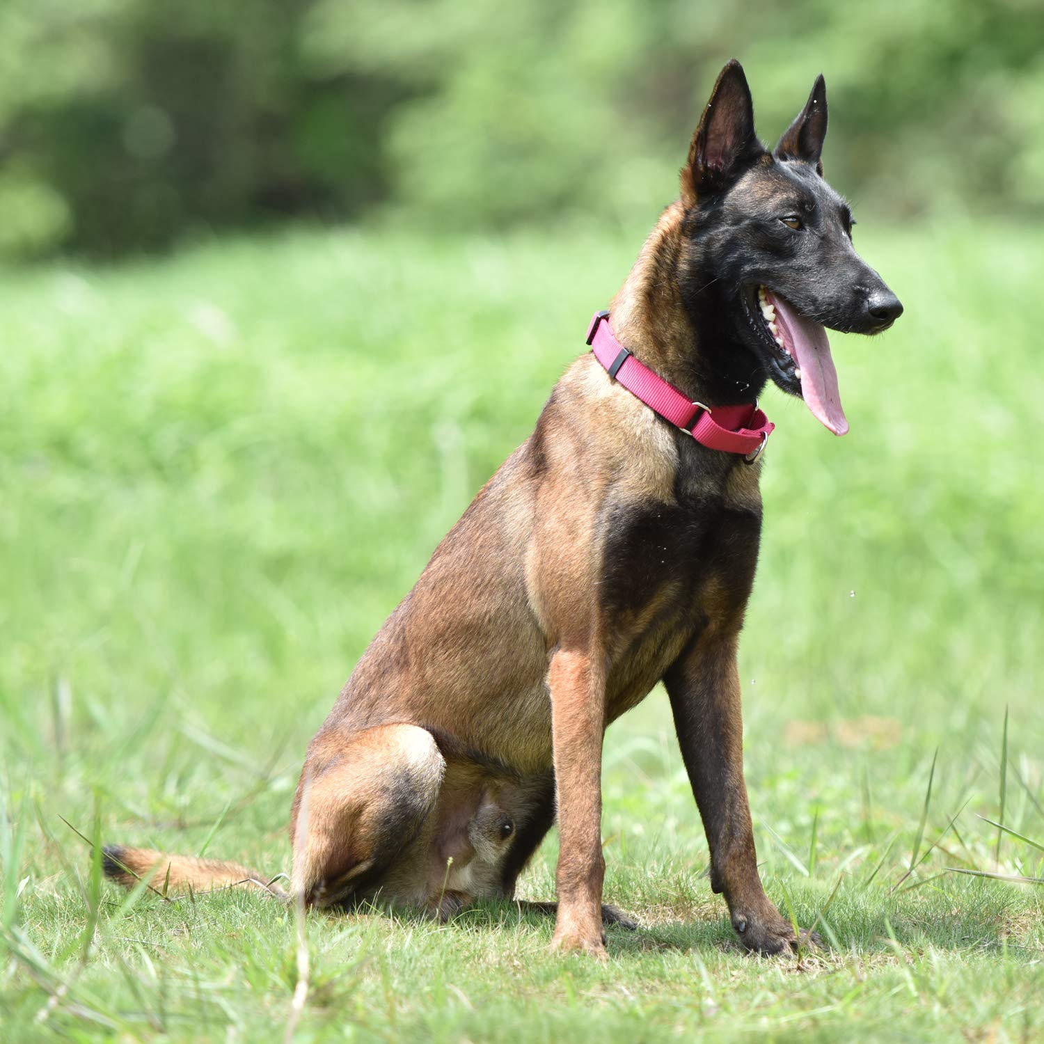 Collar Hyhug martingala a prueba de fuga para entrenamiento suave.