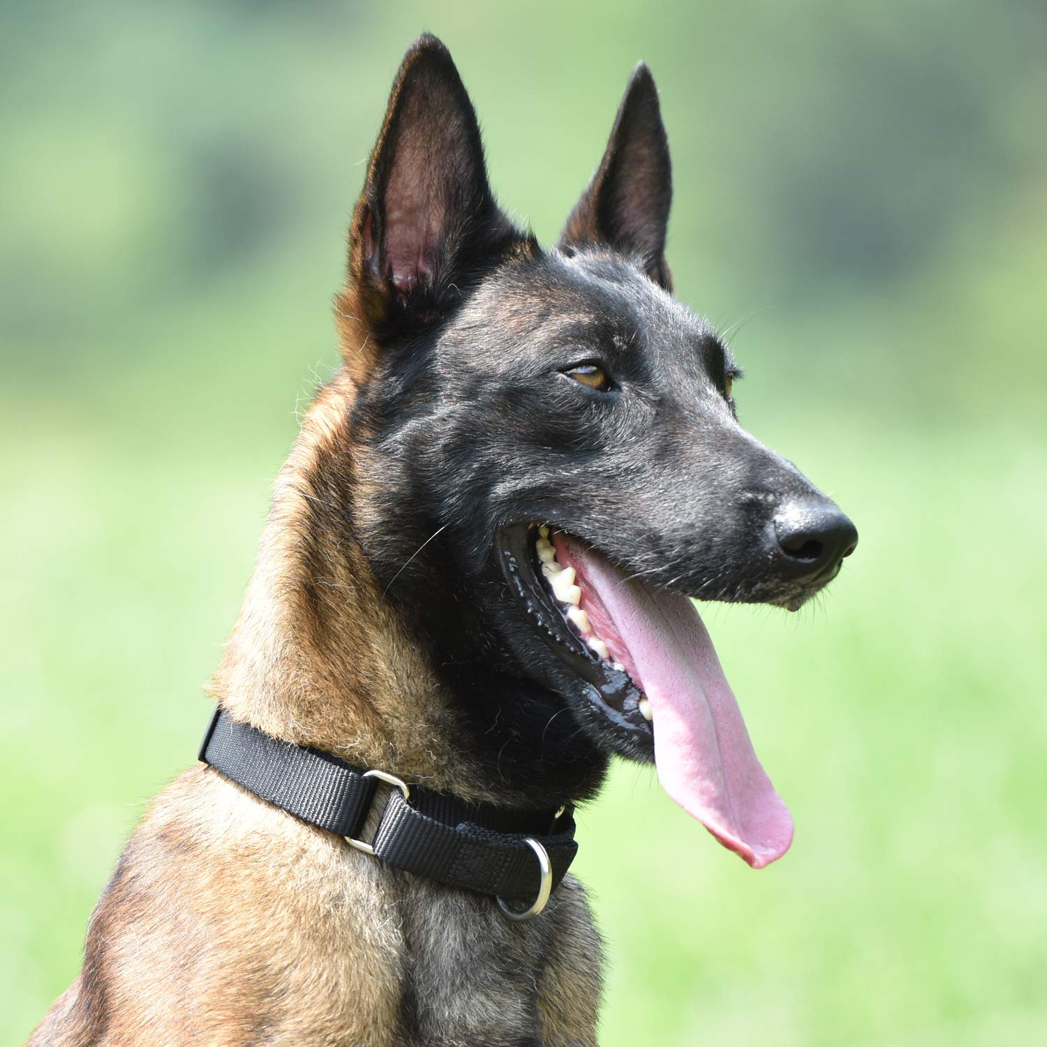 Hyhug collar martingala: cierre libre para colocación fácil y control suave