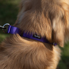 Hyhug collar martingale morado, duradero para caminatas y uso diario.