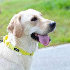 Hyhug collar martingale de nailon resistente para perros activos y entrenamientos.