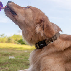 Detalle de colores duraderos en Hyhug, ideal para perros activos y rápidos paseos.