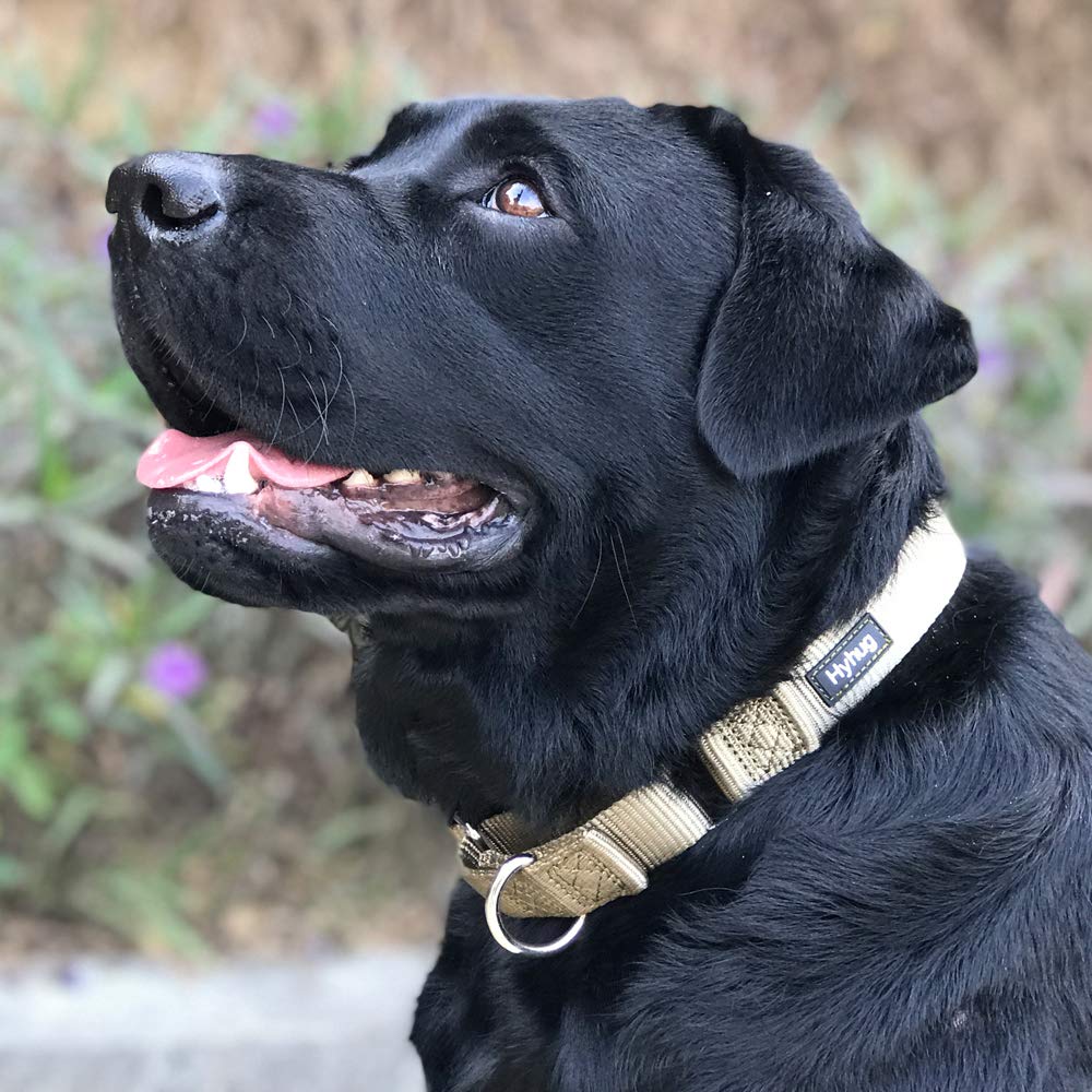 Collar Hyhug Martingale para perro mediano verde con ajuste cómodo para entrenamiento.