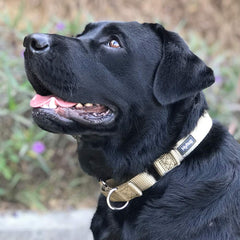 Collar Hyhug Martingale para perro mediano verde con ajuste cómodo para entrenamiento.